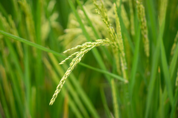 Lush green rice fields with thriving rice plants in the countryside, reflecting food security and agricultural sustainability