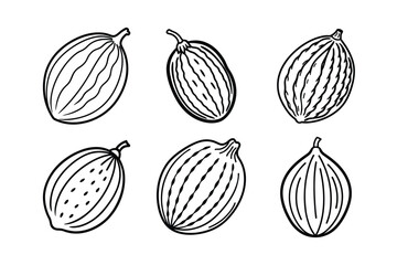 Date – Phoenix dactylifera line art and silhouette vector illustration