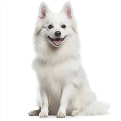 Obraz premium Photo of American Eskimo Dog isolated on white background