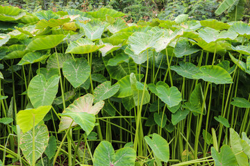  Lush Green Taro Plants Flourishing in Tropical Environment