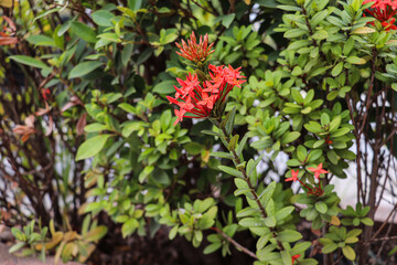 Obraz premium Vibrant Red Ixora Flowers Blooming Among Green Foliage