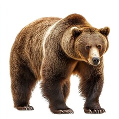 Obraz premium Photo of Brown bear isolated on white background
