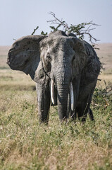 éléphants dans le parc du Sérengeti en Tanzanie