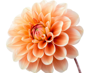 Dahlia flower head, bright orange petals, detailed floral macro, cut out transparent