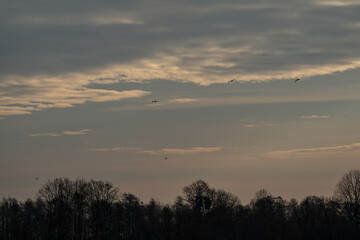 Birds flying in the sky.
