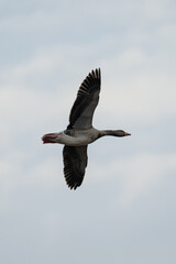 Wild goose in the sky in detail.
