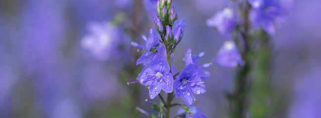 Blue flowers in raindrops.