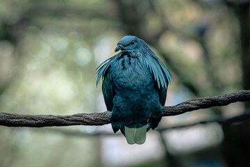 Nicobar pigeon (Caloenas nicobarica) on a tree branch