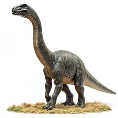 Obraz premium Photo of Dinosaur Diplodocus isolated on white background