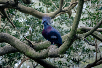 Victoria Crowned Pigeon (Goura victoria) on a tree branch