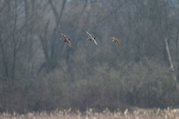 Mallard duck flying in the landscape.
