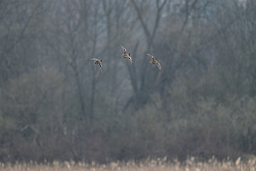 Mallard duck flying in the landscape.
