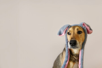 dog wearing bunny ears funny Easter theme, grey hound with floppy hare ears looking to the right. Copy space. Sad bunny, melancholy look of pet