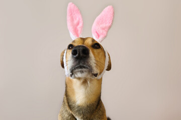 Obraz premium dog looking up, Funny mongrel dog in bunny ears costume sits with his head up and looks above, pet in pink fluffy ears celebrating spring