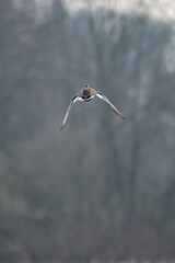 Obraz premium Mallard duck flying in the landscape. 