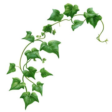 Fresh green leaves and plant foliage isolated on a clean white background