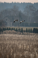 A great horned owl flies over the reeds.
