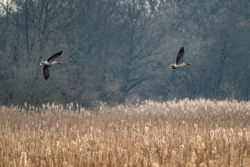 Wild goose flying over the reeds.
