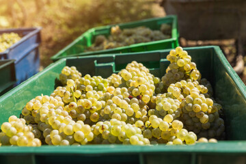 Harvesting white grapes in a vineyard during the late afternoon sunlight in early autumn