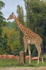 The giraffe stands tall against the autumn foliage, its distinctive pattern in sharp contrast to the green hues. The giant's elegant form is a testament to nature's artistry.