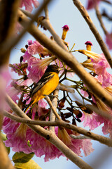 Bolsero norte&ntilde;o eating nectar on a branch