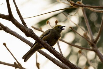 Tangara palmera on a branch