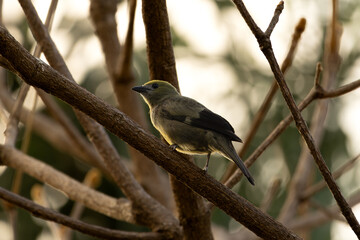 Tangara palmera on a branch