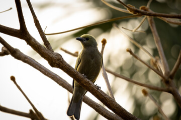 Tangara palmera on a branch