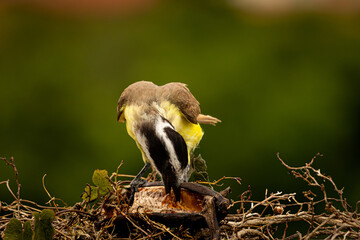 Pecho Amarillo Bird eating a banana