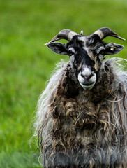 Behold the Majestic Sheep showcasing its Unique Horns while grazing in a Verdant Pasture