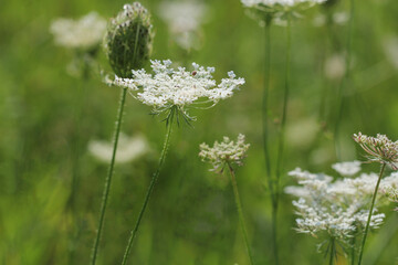 Blooming flowers of wild carrot. Daucus carota, whose common names include wild carrot, birds nest,...