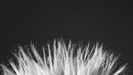 Obraz premium The photo shows light hair close-up on a dark gray background