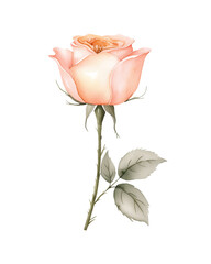 Delicate Botanical Illustration of a Peach Rose on Transparent Background. Rose for border, wreath, frame. Perfect wedding stationary, greetings, fashion, background.