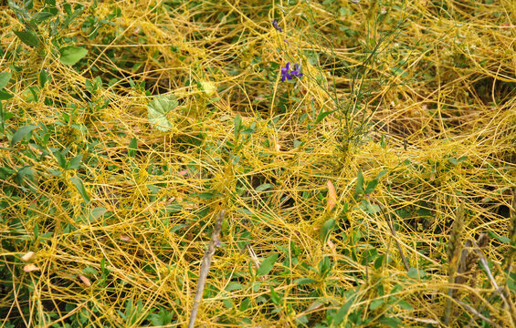 curly yellow grass parasite dodder. selective focus