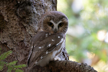Northern Saw-whet owl Aegolius acadicus perched on a branch