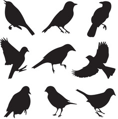 Bird vector, bird, animal, sparrow, feather, flying, animals, wildlife, wild, wing, duck vector set