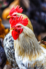 A colourful rooster with his chicken herd.Rooster and Chickens.Free range chicken on a traditional...