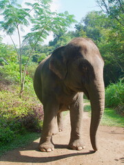 Asian elephant roaming the valley in Chiang Rai, Thailand