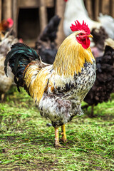 A colourful rooster with his chicken herd.Rooster and Chickens.Free range chicken on a traditional poultry farm.Breeding and keeping chickens in the countryside in the open air.