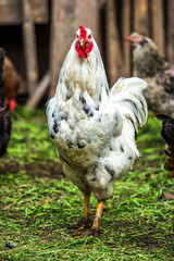 A colourful rooster with his chicken herd.Rooster and Chickens.Free range chicken on a traditional poultry farm.Breeding and keeping chickens in the countryside in the open air.