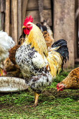 A colourful rooster with his chicken herd.Rooster and Chickens.Free range chicken on a traditional poultry farm.Breeding and keeping chickens in the countryside in the open air.