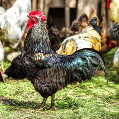 A colourful rooster with his chicken herd.Rooster and Chickens.Free range chicken on a traditional...