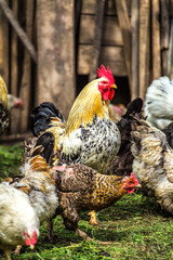 A colourful rooster with his chicken herd.Rooster and Chickens.Free range chicken on a traditional poultry farm.Breeding and keeping chickens in the countryside in the open air.