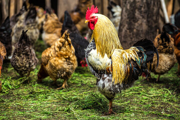 A colourful rooster with his chicken herd.Rooster and Chickens.Free range chicken on a traditional poultry farm.Breeding and keeping chickens in the countryside in the open air.