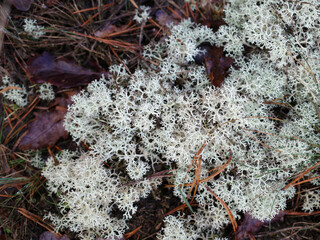 White lichen in nature. It is a sandy heathland environment