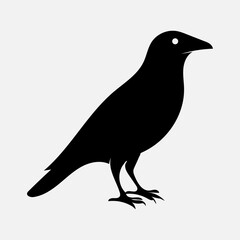 Fototapeta premium crow on a white background