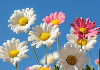 Fototapeta premium Colorful Chrysanthemums and Daisies Blooming in Bright Sunshine Against Clear Blue Sky