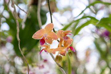 Close-up of orange and yellow orchid suspended at Teamlab exhibition, Tokyo, Japan