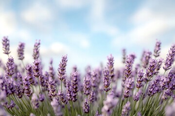 Naklejka premium Lavender blooms gently sway under bright sky, creating serene at
