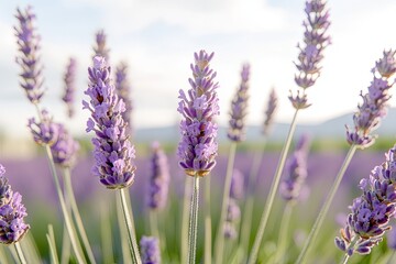 Naklejka premium Lavender blooms sway gently under warm sunlight, creating serene